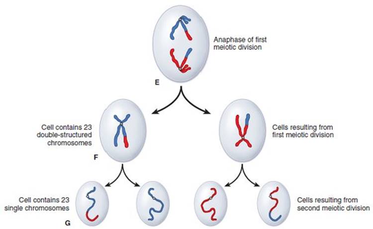 Gynecological Conditions is it in genes?